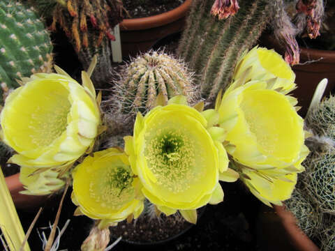 صورة Echinopsis haematantha (Speg.) D. R. Hunt