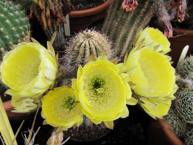 صورة Echinopsis haematantha (Speg.) D. R. Hunt