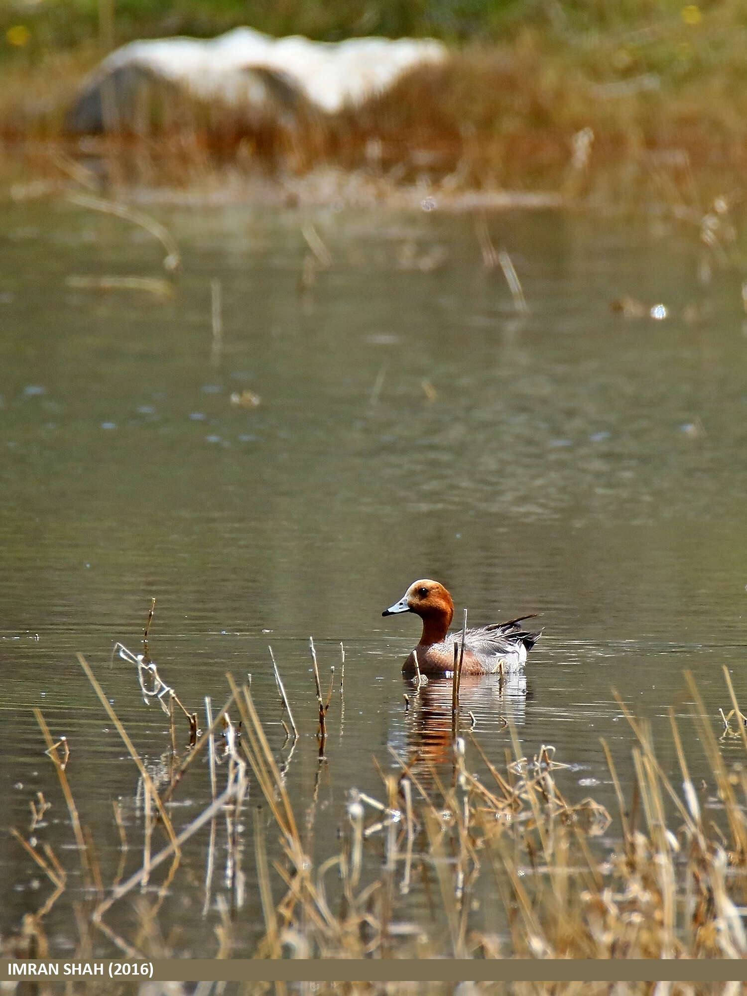 Image of Eurasian Wigeon