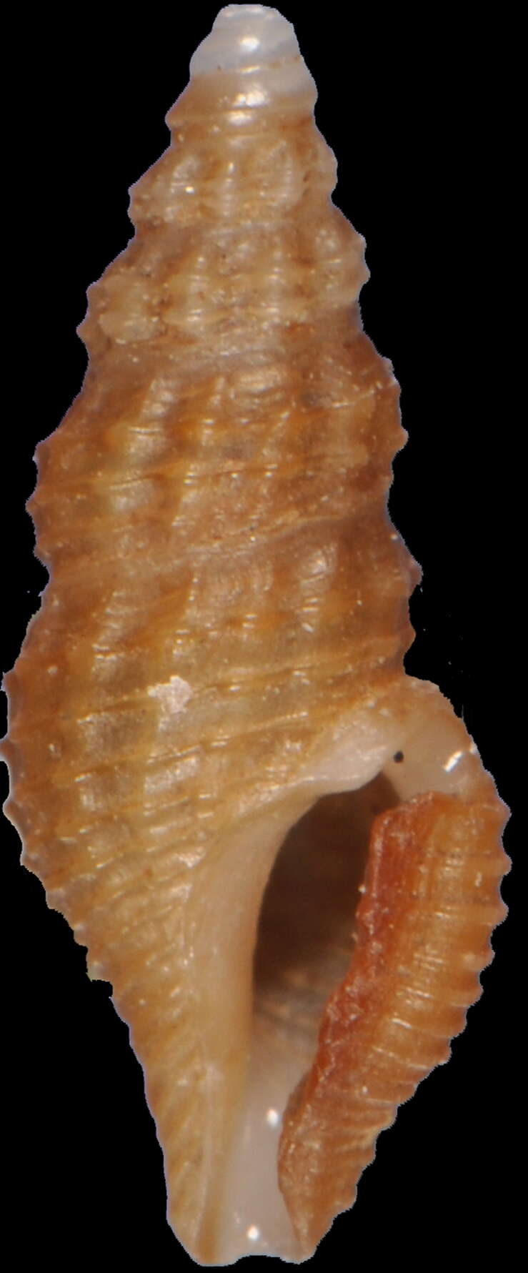 Image of Lioglyphostoma oenoa (Bartsch 1934)