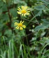 Image of oneflower honeycombhead