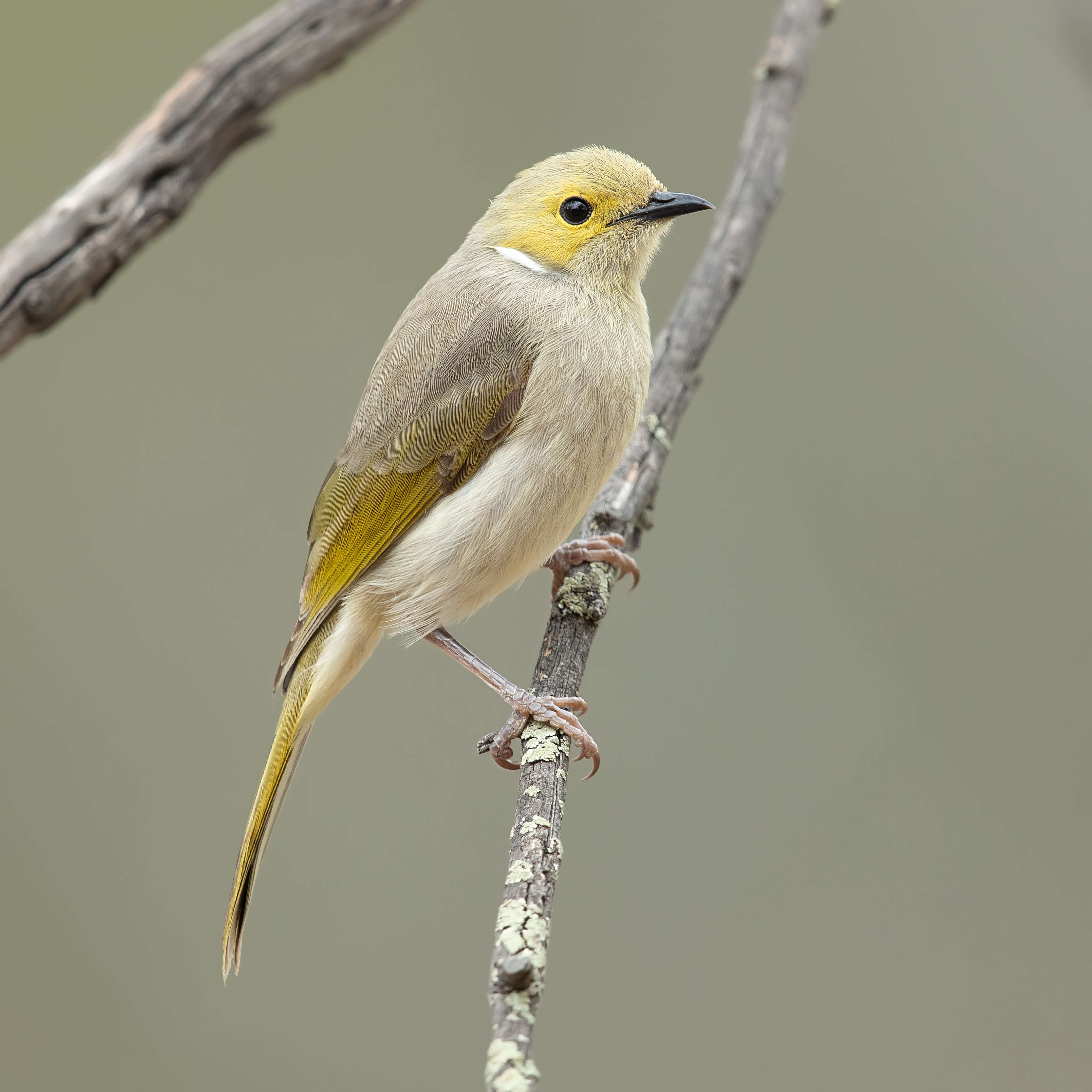 Image of White-plumed Honeyeater