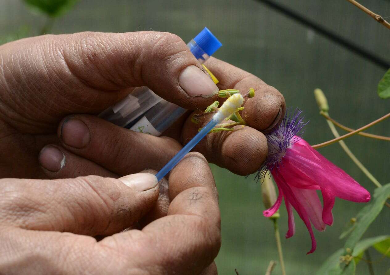 Image de Passiflora kermesina Link & Otto