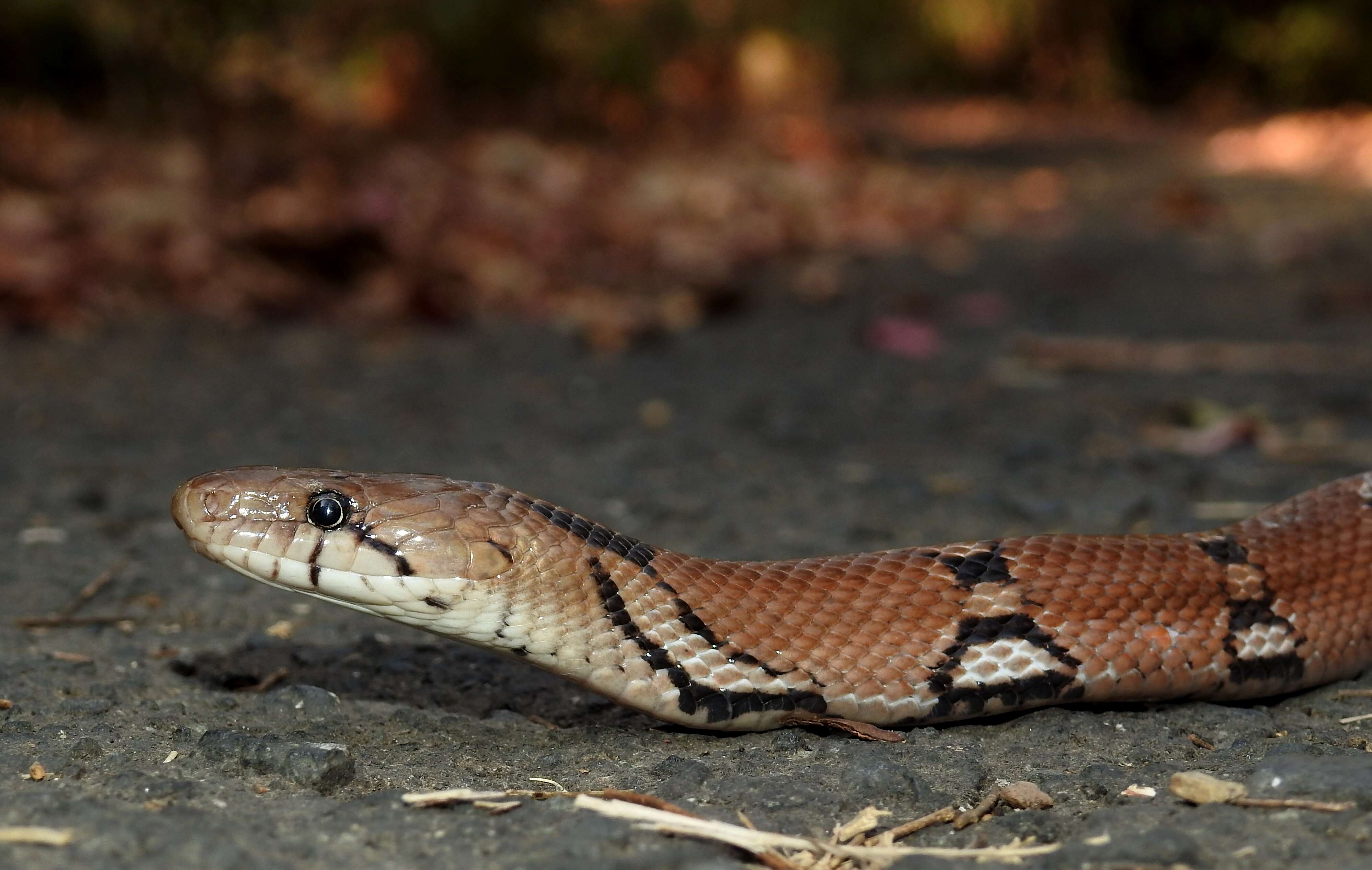 Imagem de Coelognathus helena (Daudin 1803)