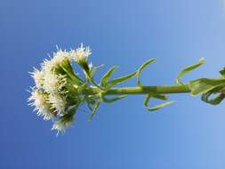 Image of Petasites albus (L.) Gaertn.