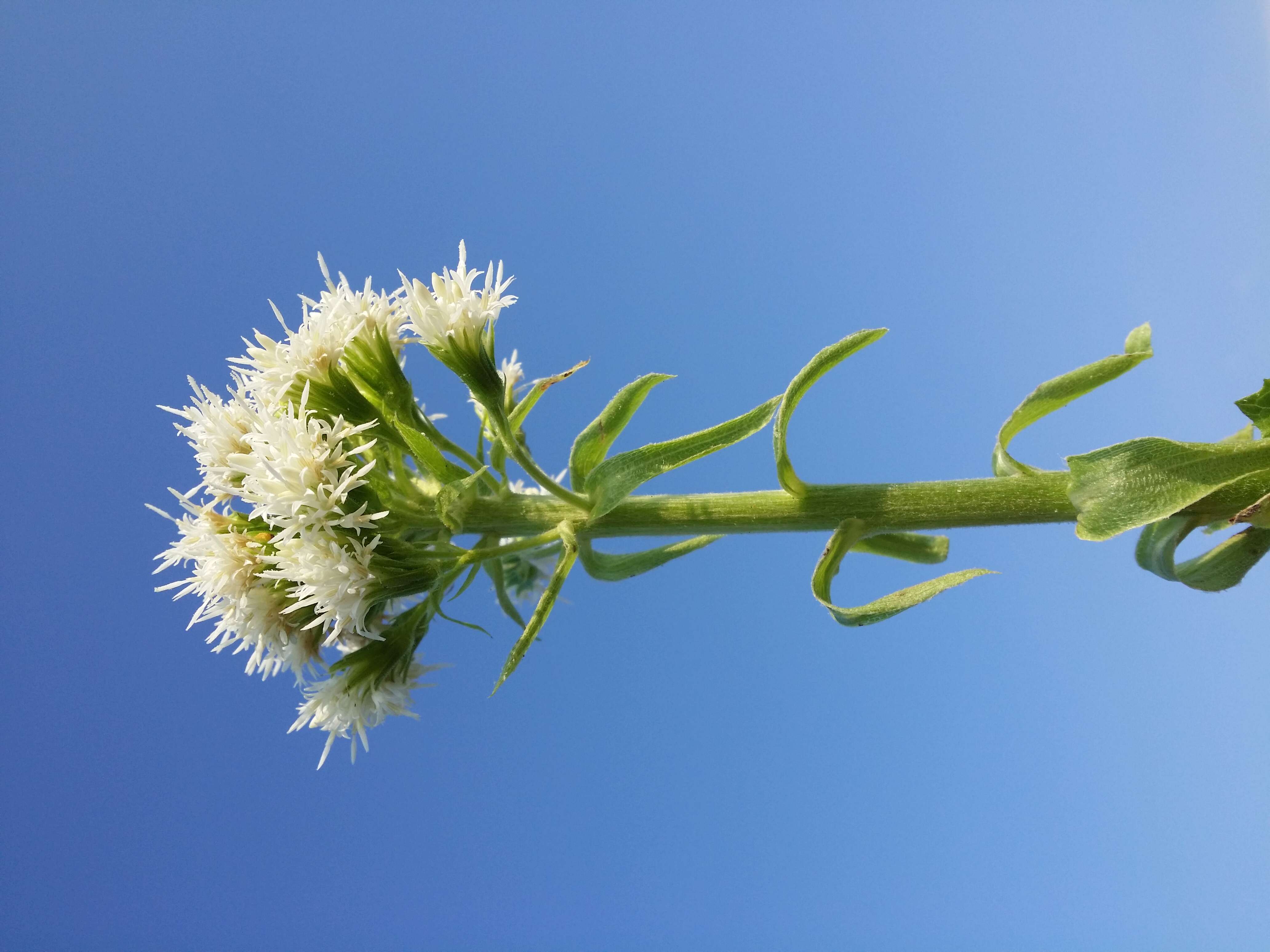 Image of Petasites albus (L.) Gaertn.