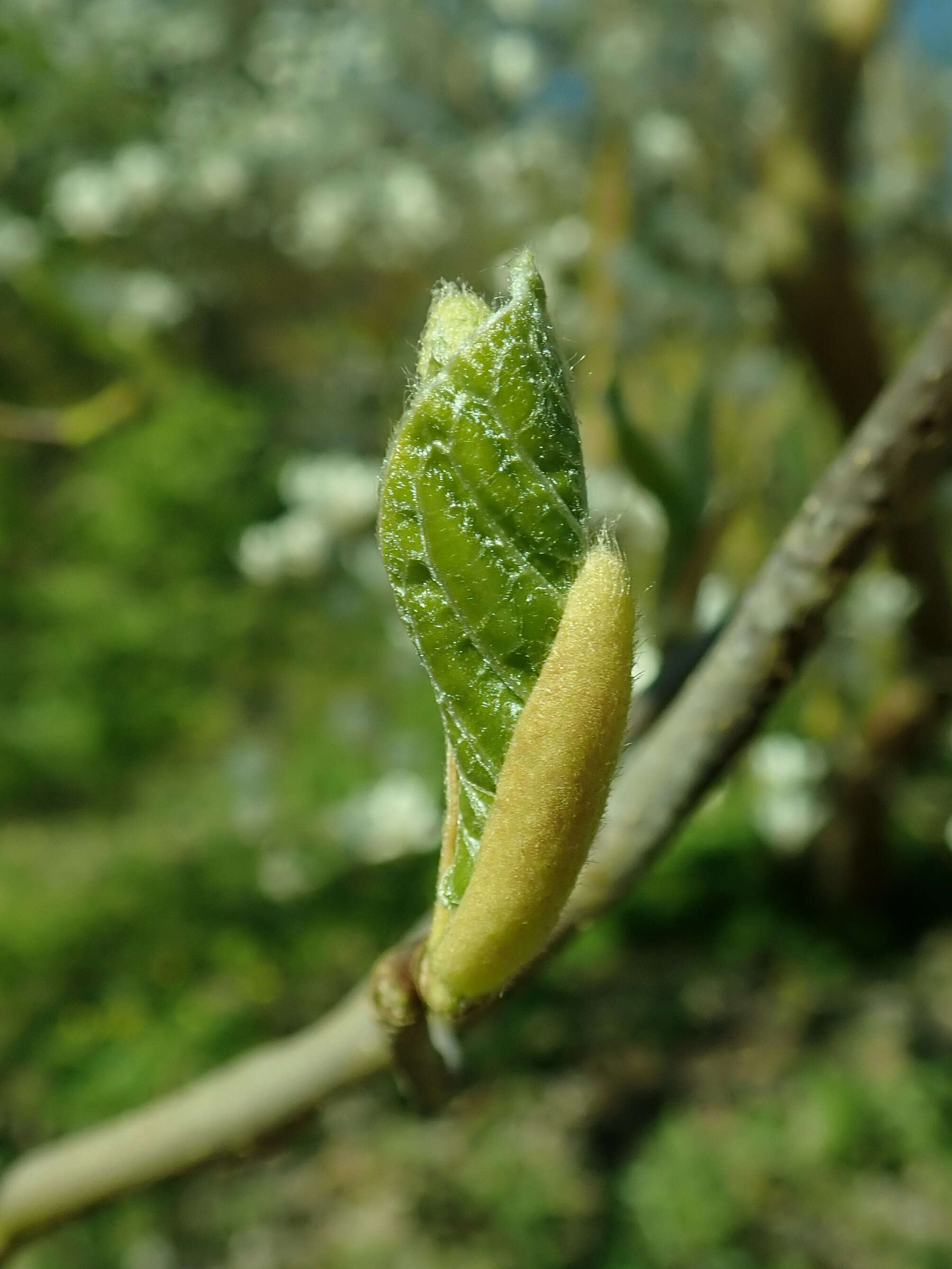 Image of Lily Tree