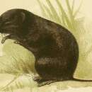 Image of Montane Mouse Shrew
