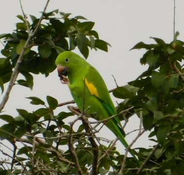 Image of Yellow-chevroned Parakeet