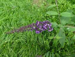 Image of butterfly-bush