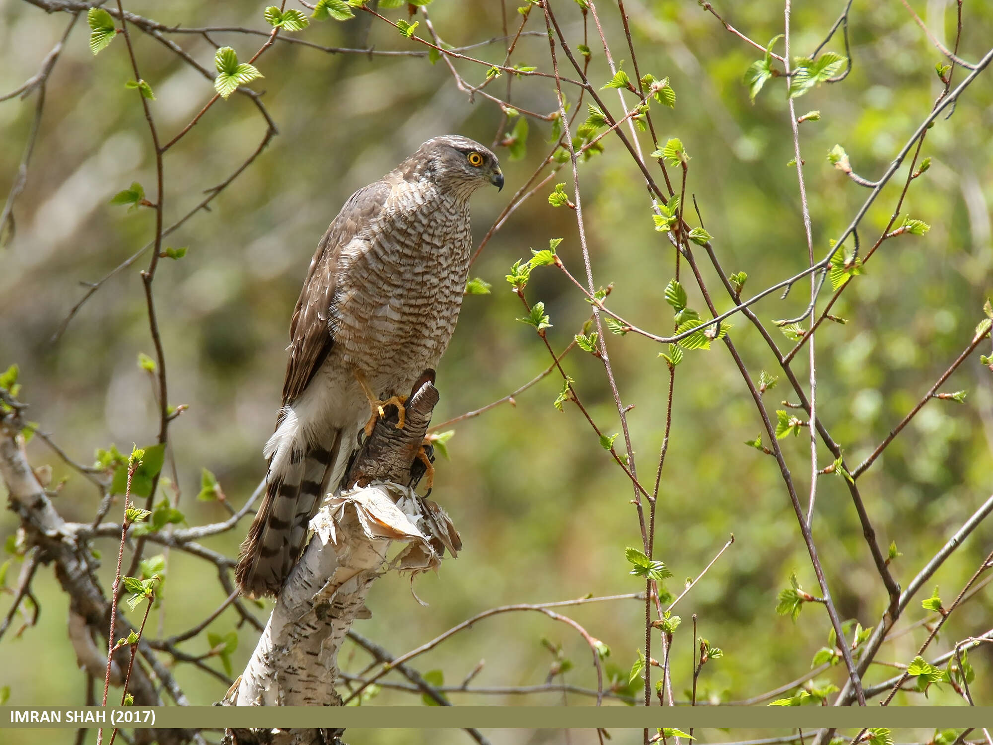 Image of Eurasian Sparrowhawk