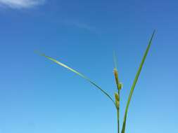 Image of Carex viridula