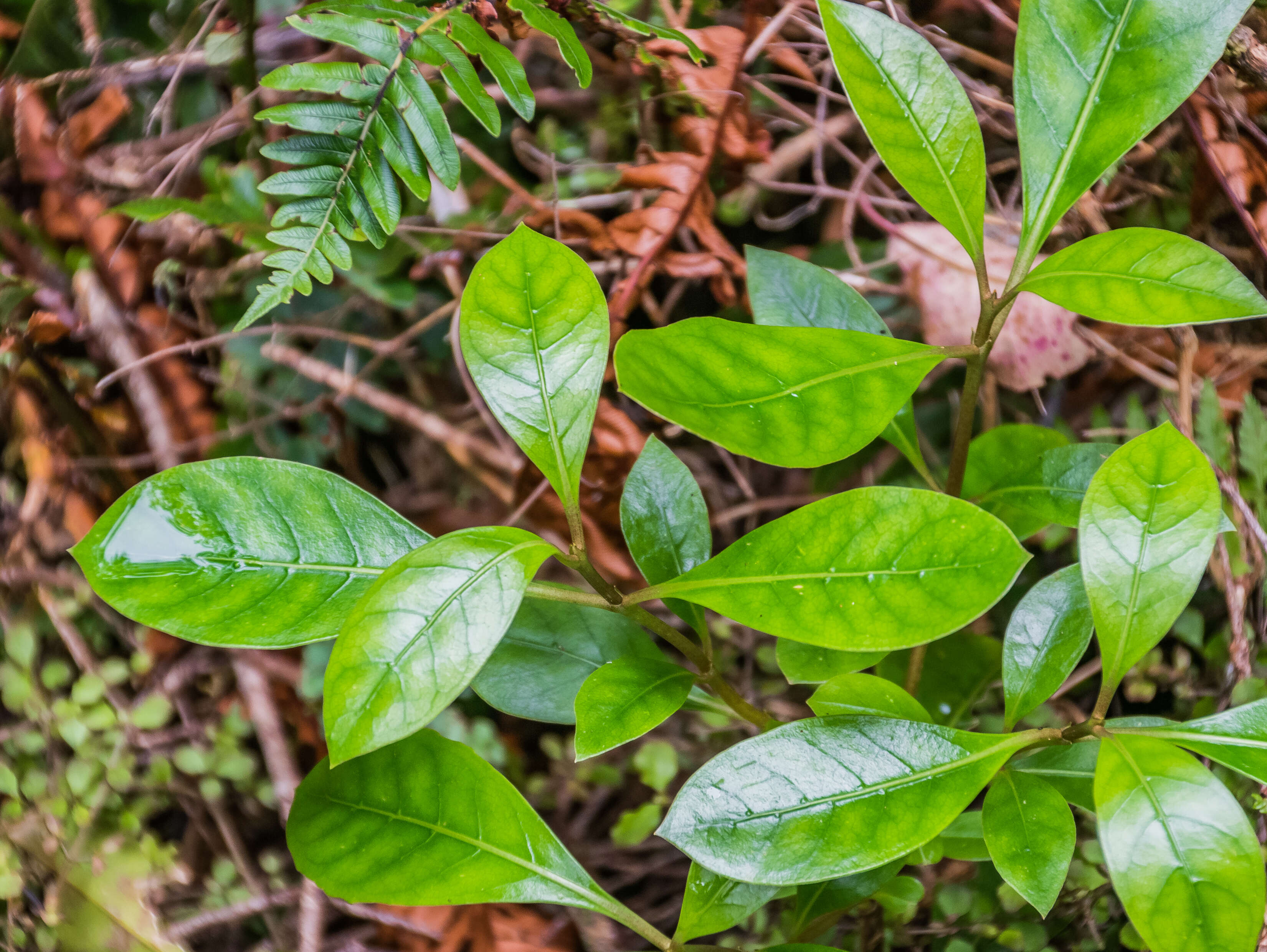 Image of Griselinia littoralis (Raoul) Raoul