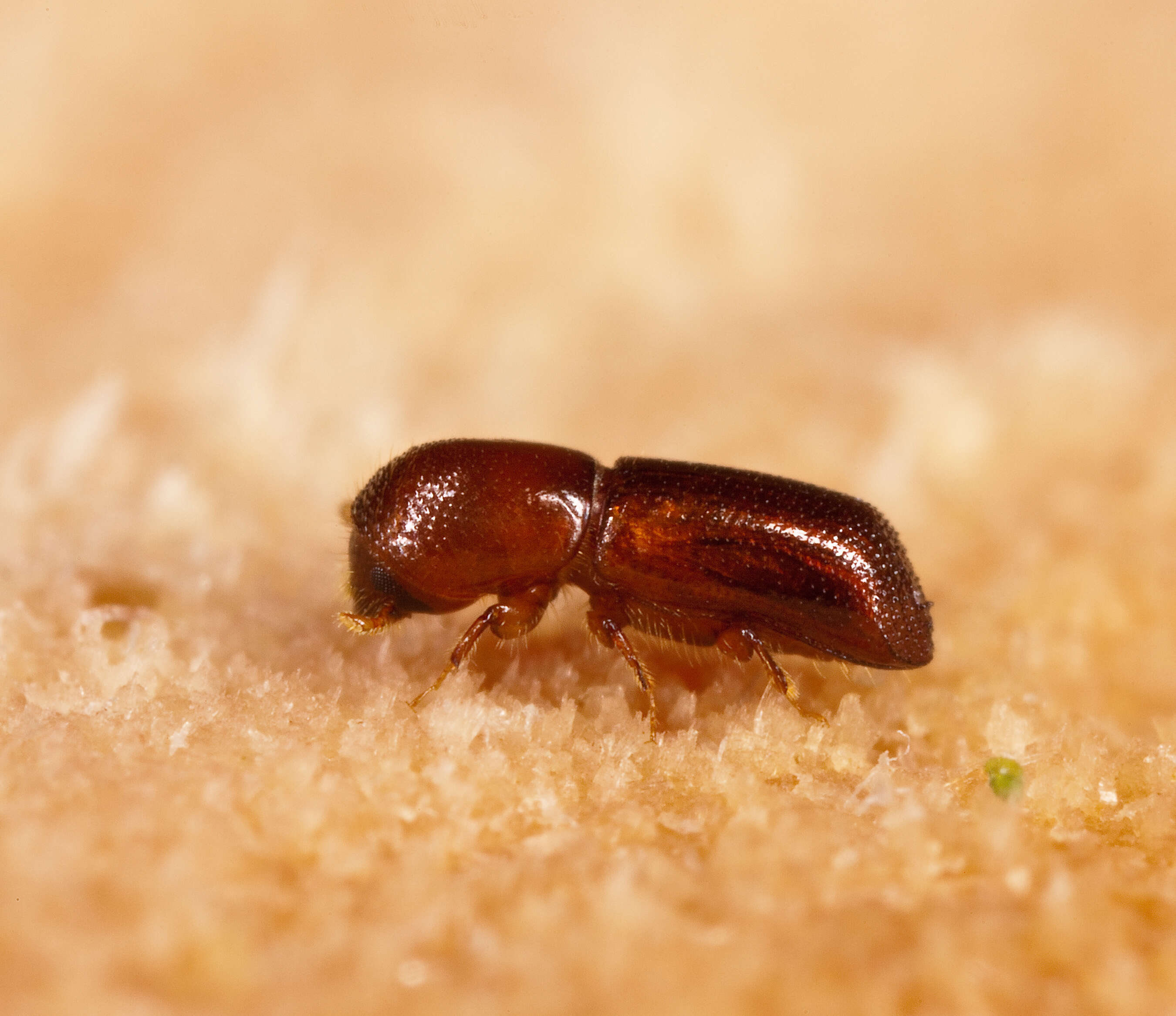 Image of Redbay Ambrosia Beetle