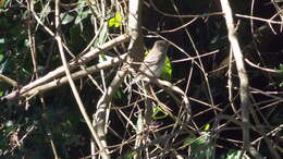 Image of White-crested Elaenia