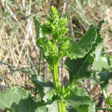 Image of sea beet