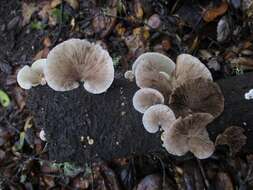 Image of Crepidotus mollis (Schaeff.) Staude 1857