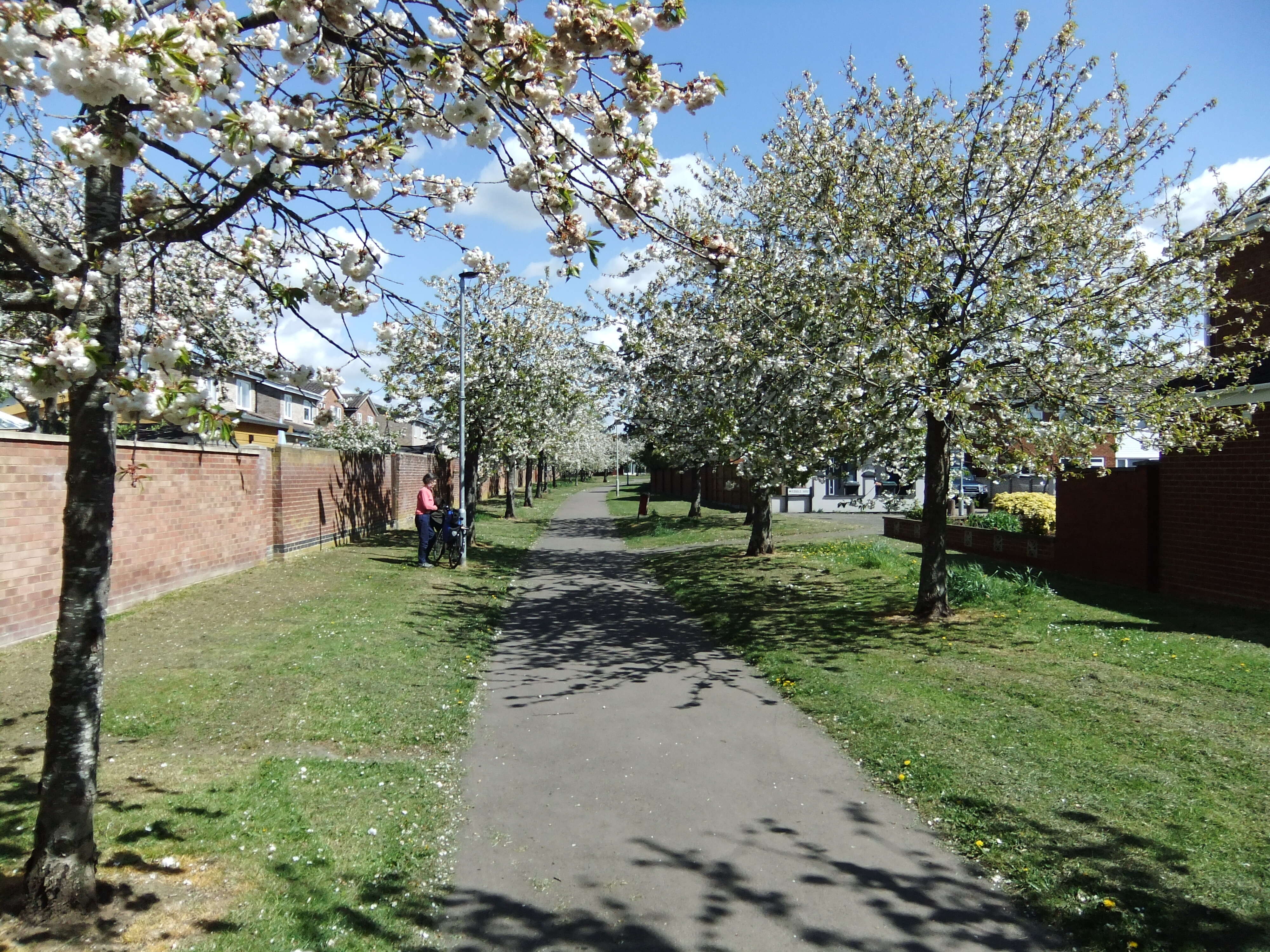 Image of Japanese flowering cherry