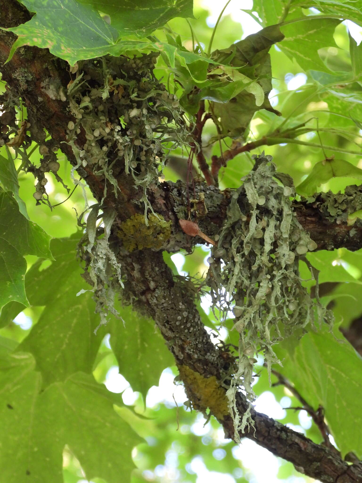 Image of cartilage lichen