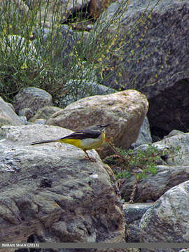 Image of Grey Wagtail