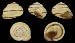 Image of Brown Lipped Snail