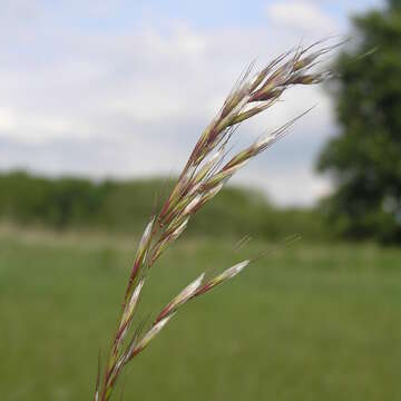 صورة Helictochloa pratensis (L.) Romero Zarco