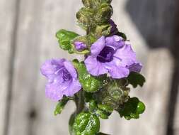 Image of Prostanthera incana A. Cunn. ex Benth.