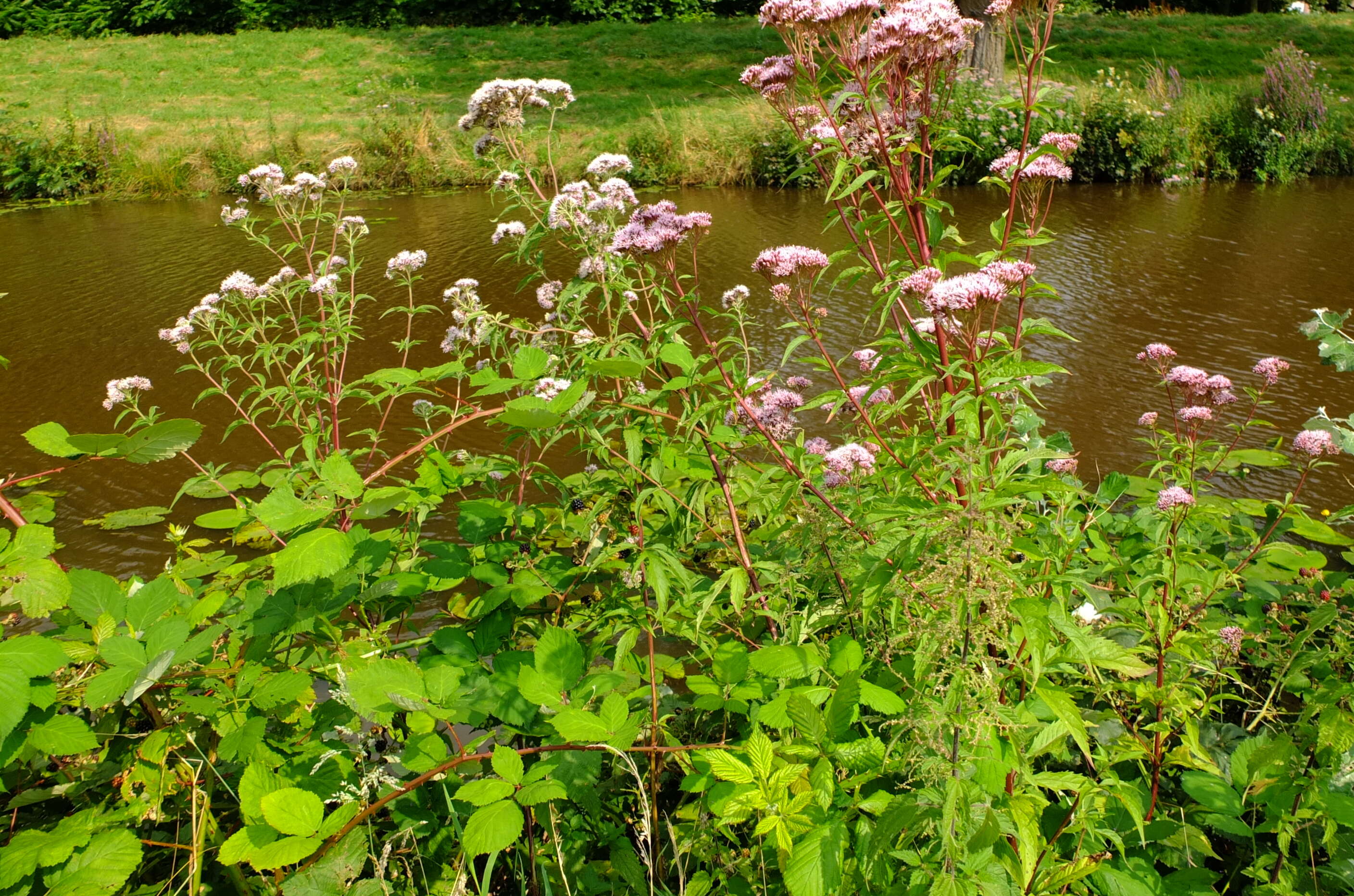 Image of hemp agrimony