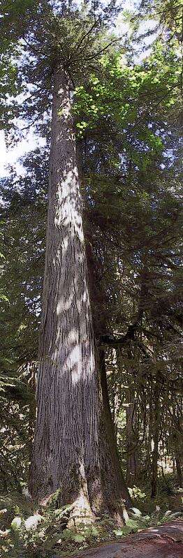 Image of Canoe Cedar