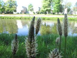 Image of Ribwort Plantain