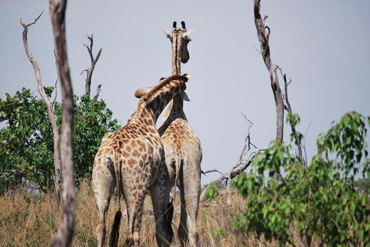 Image of Giraffe