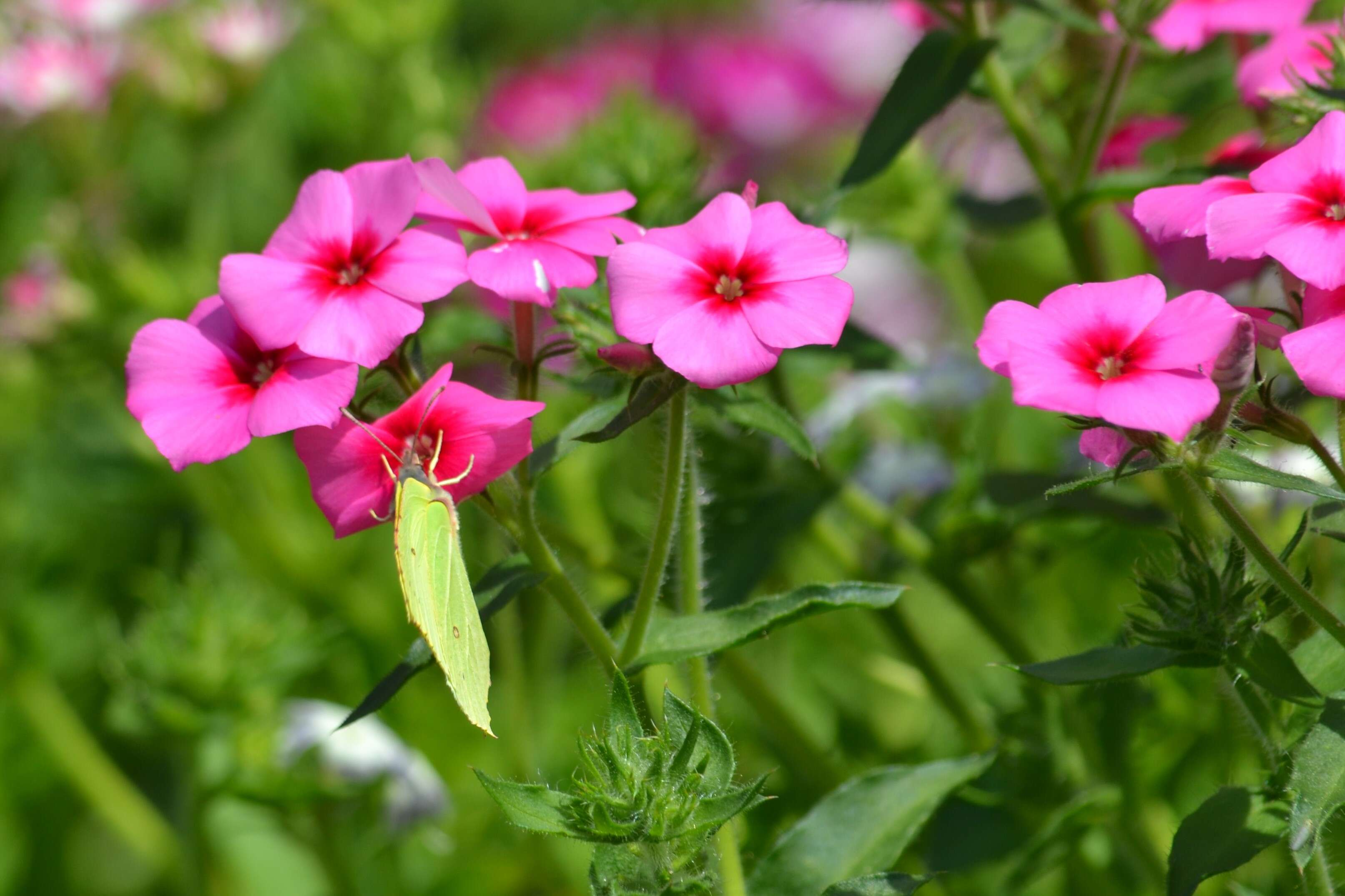 Image of annual phlox