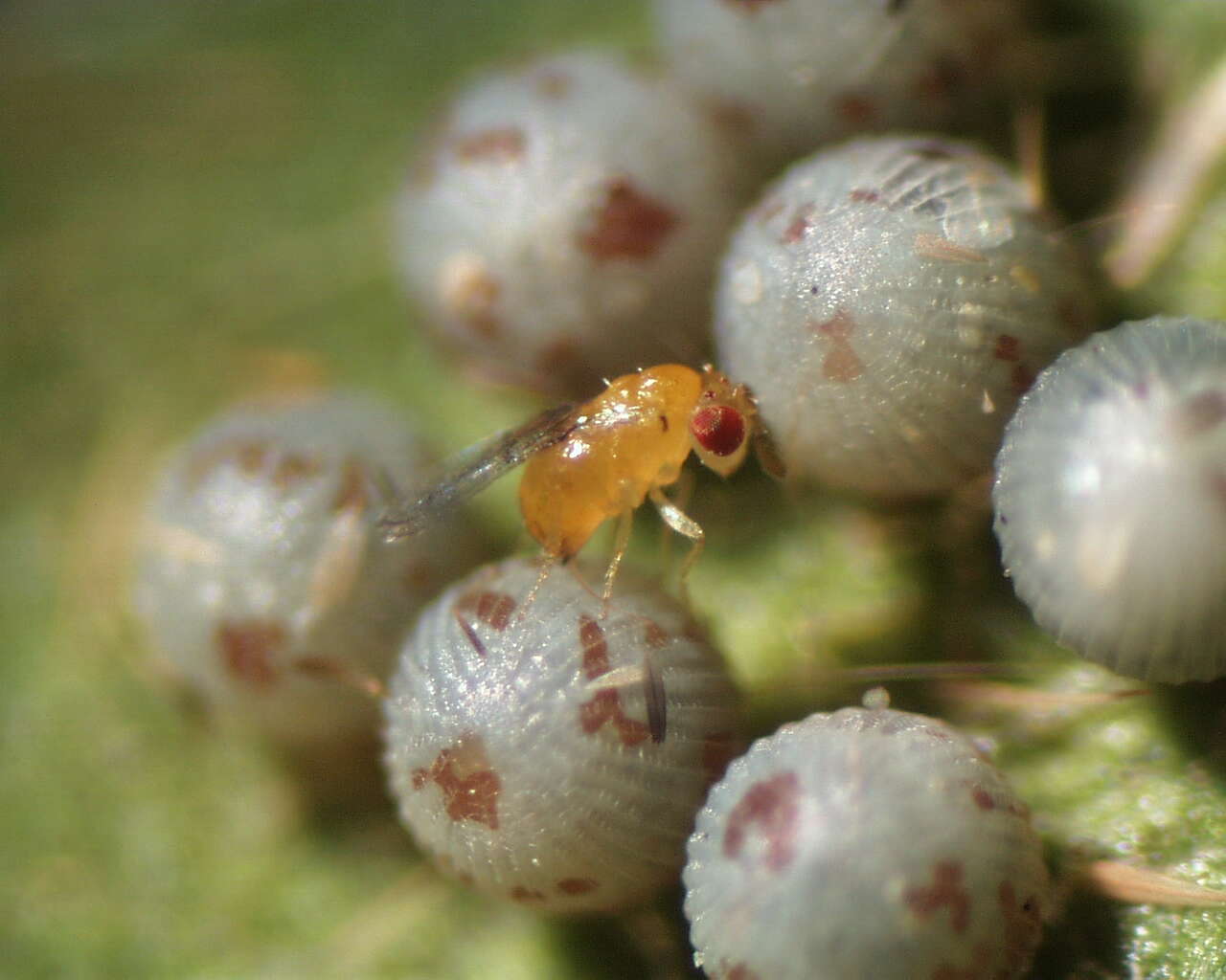 Image of Trichogramma