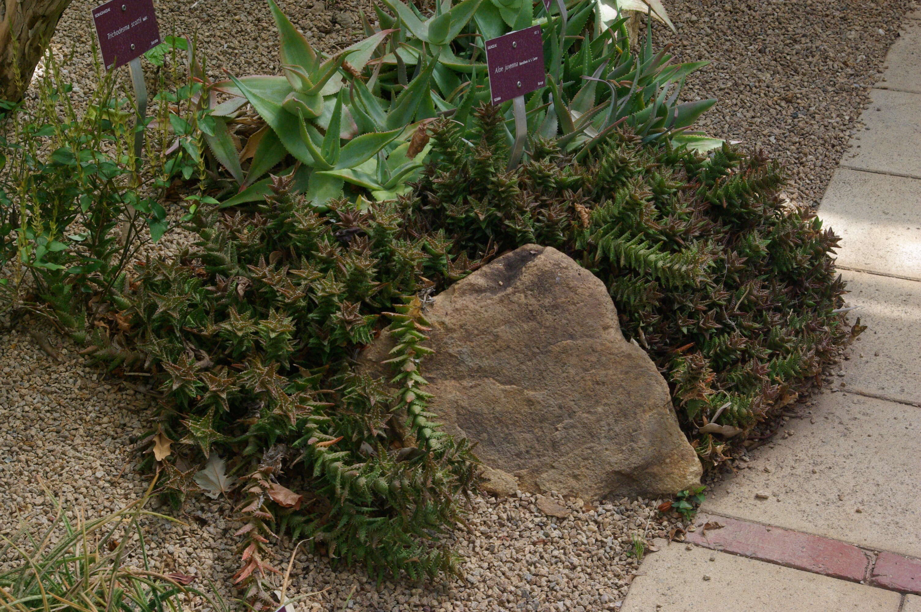 Aloe juvenna Brandham & S. Carter resmi