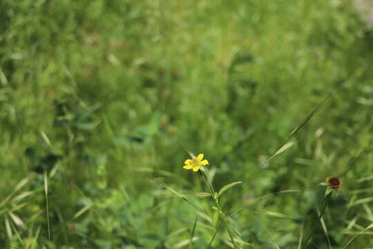 Image of Carolina desert-chicory