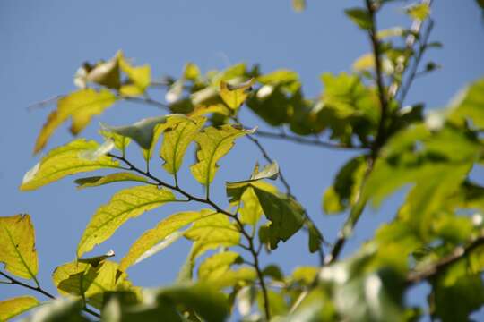 Sivun Diospyros subrhomboidea King & Gamble kuva