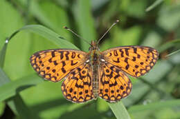 Image of Silver-bordered Fritillary