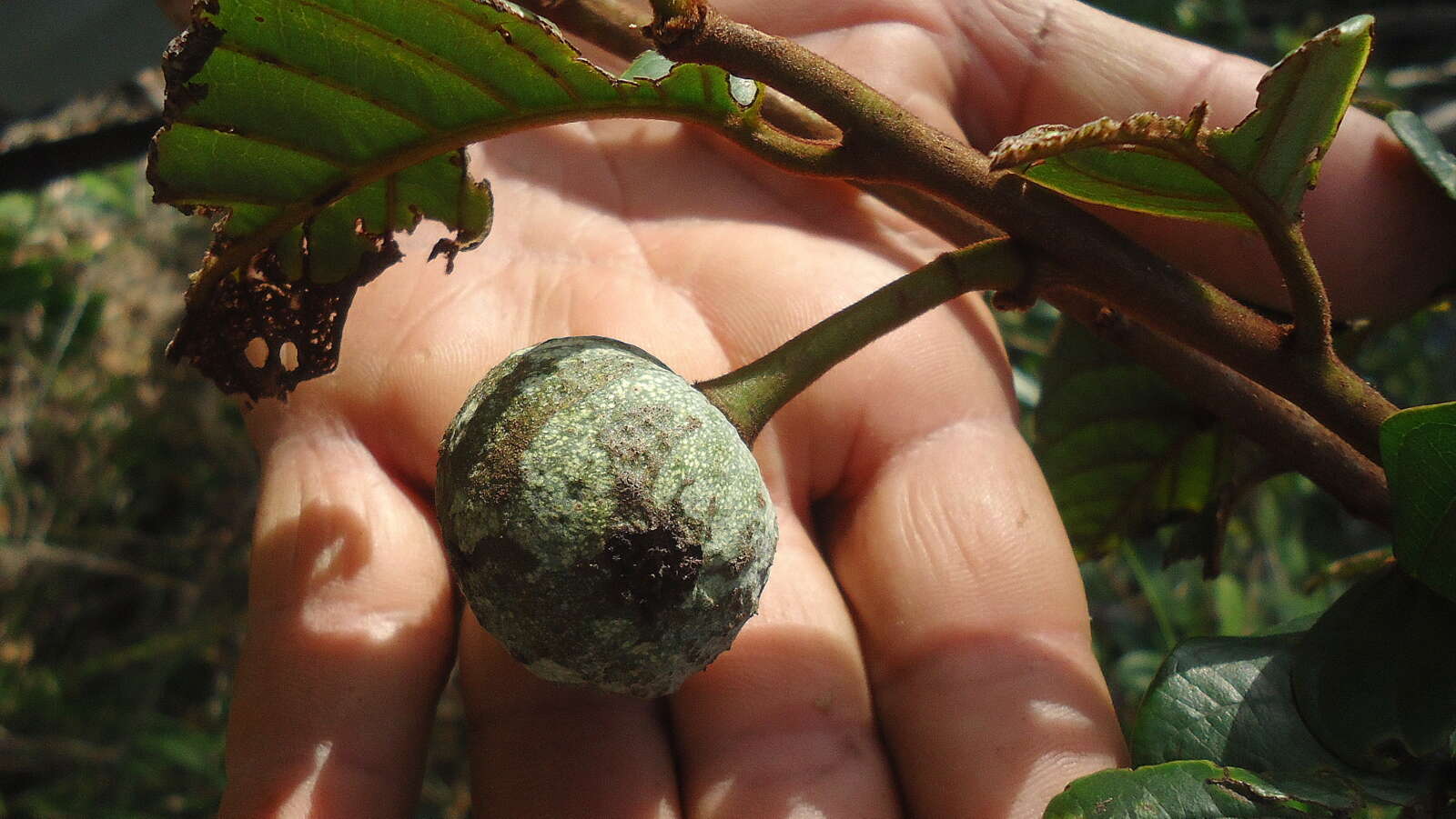 Image of Annona sylvatica A. St.-Hil.