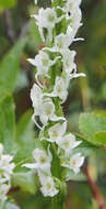 Image of Tall white bog orchid