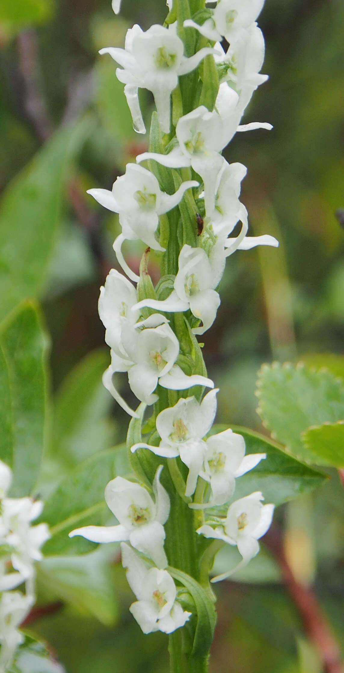 Image of Tall white bog orchid