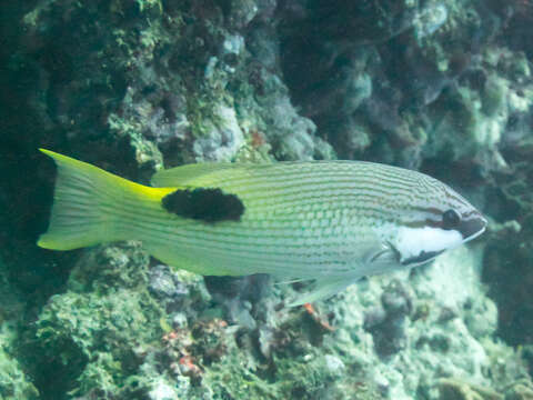 Image of Blackspot wrasse