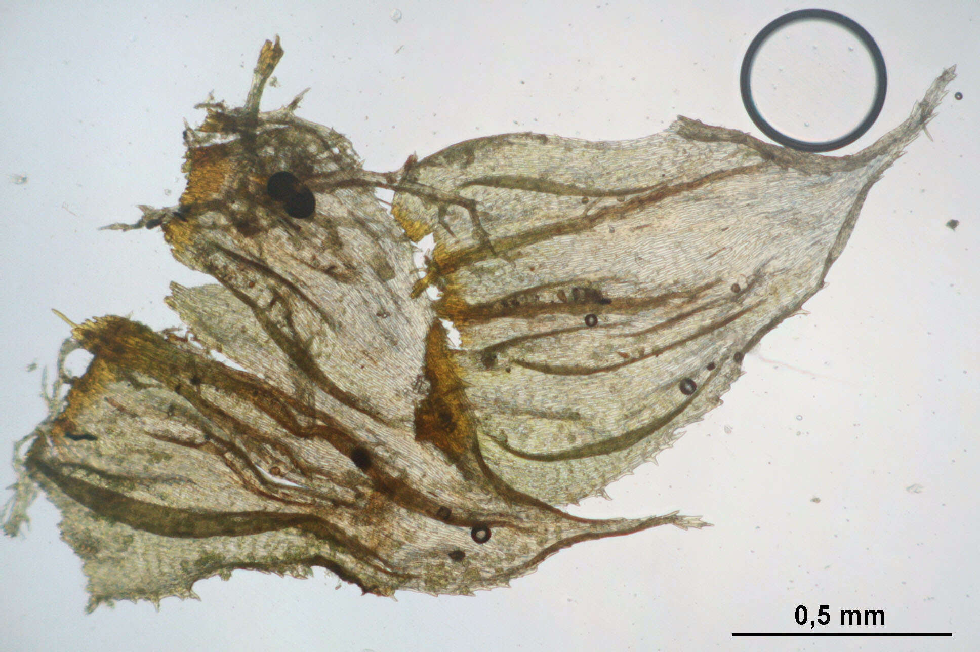 Image of hylocomiastrum moss