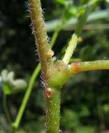 Image of creeping woodsorrel