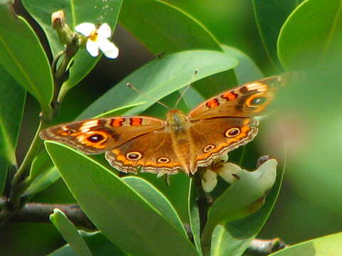 Image of Junonia neildi