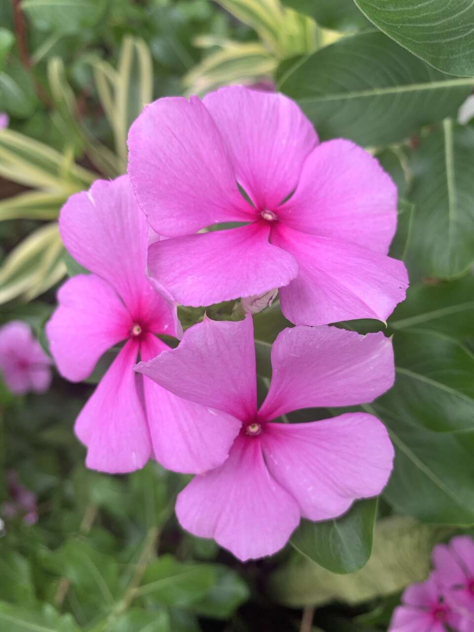 Image of Madagascar periwinkle