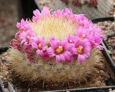 Image of Mammillaria laui D. R. Hunt