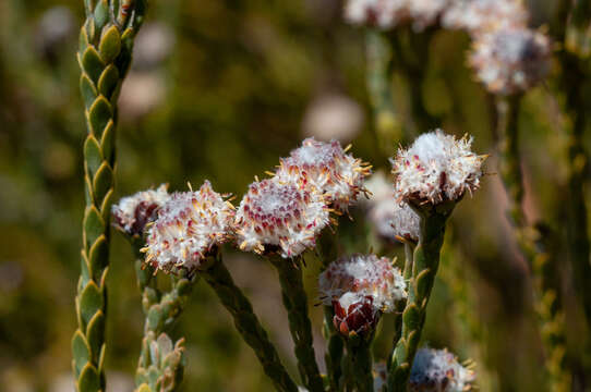 Image of Leucadendron dubium H. Buek ex Meissn.