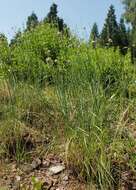 Image of Allium strictum Schrad.