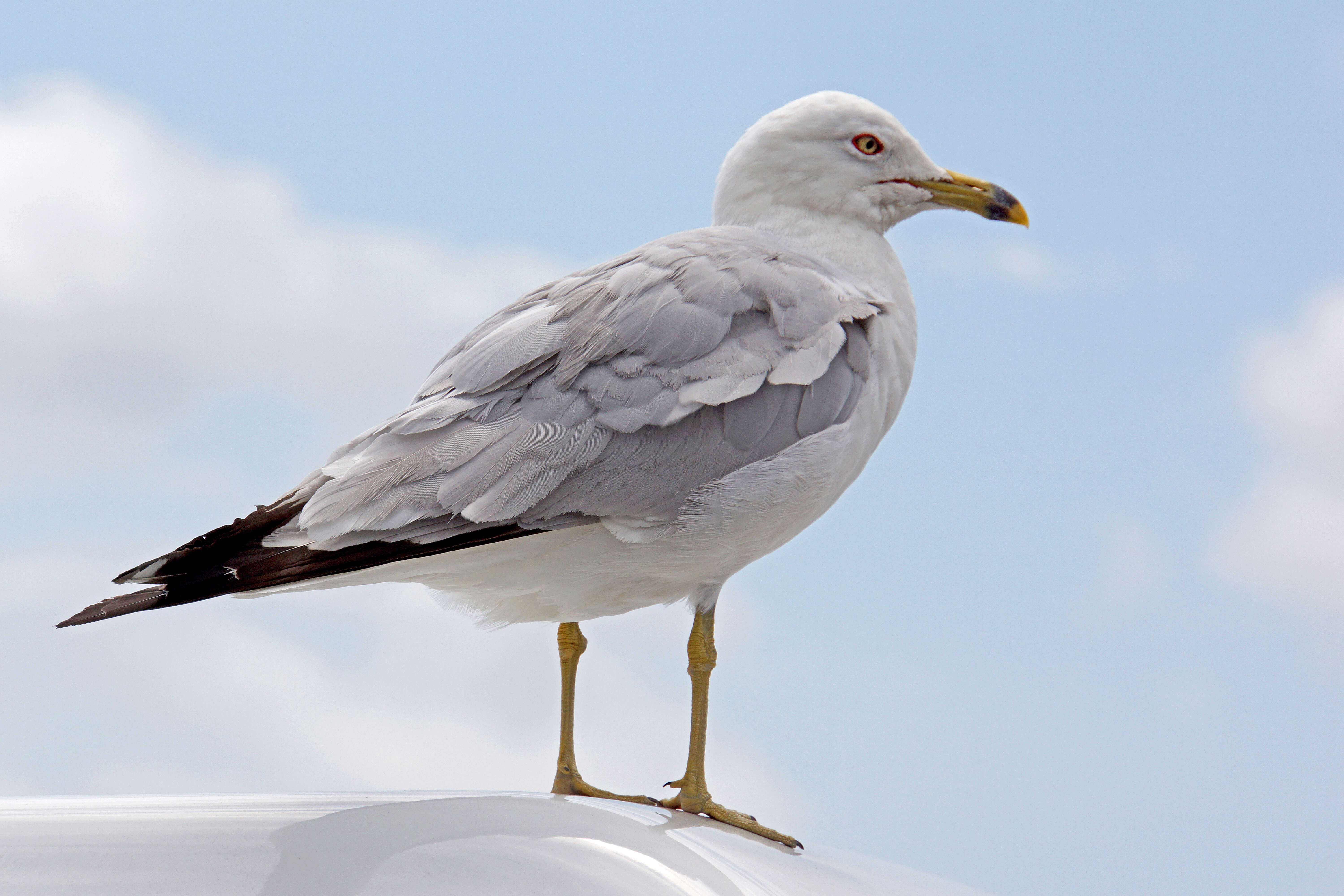 Image of Ring-billed Gull