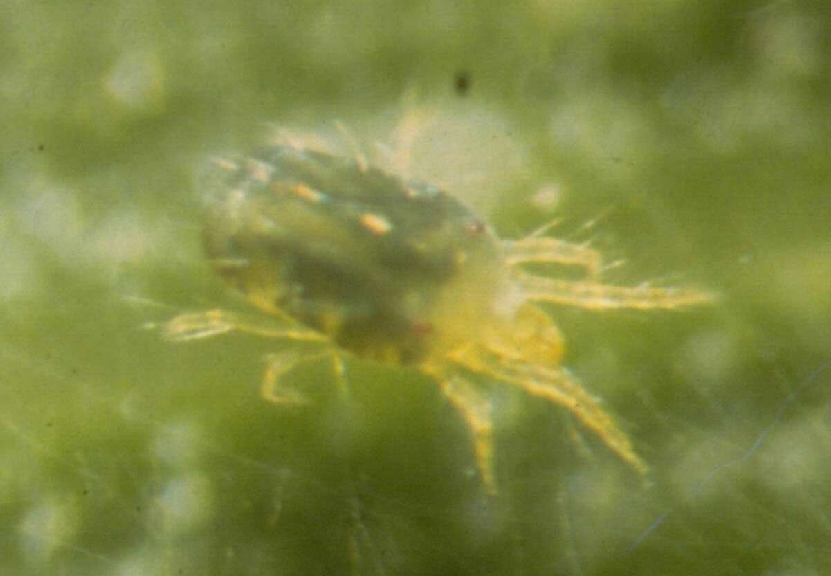 Image of spider mites